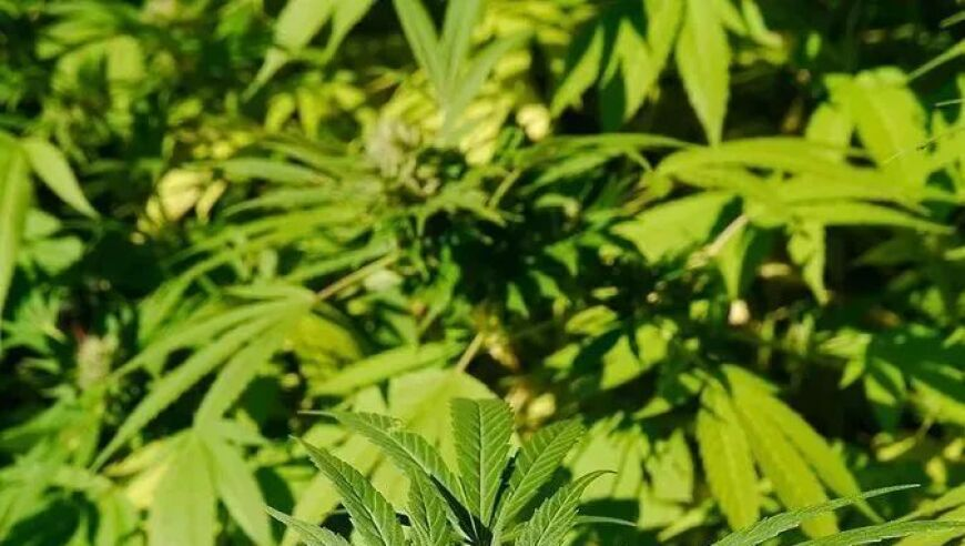 澳门三肖三码三期必开码,韩战机误炸事故已致31伤142栋房受损,展开计划实施_工具版V9.29